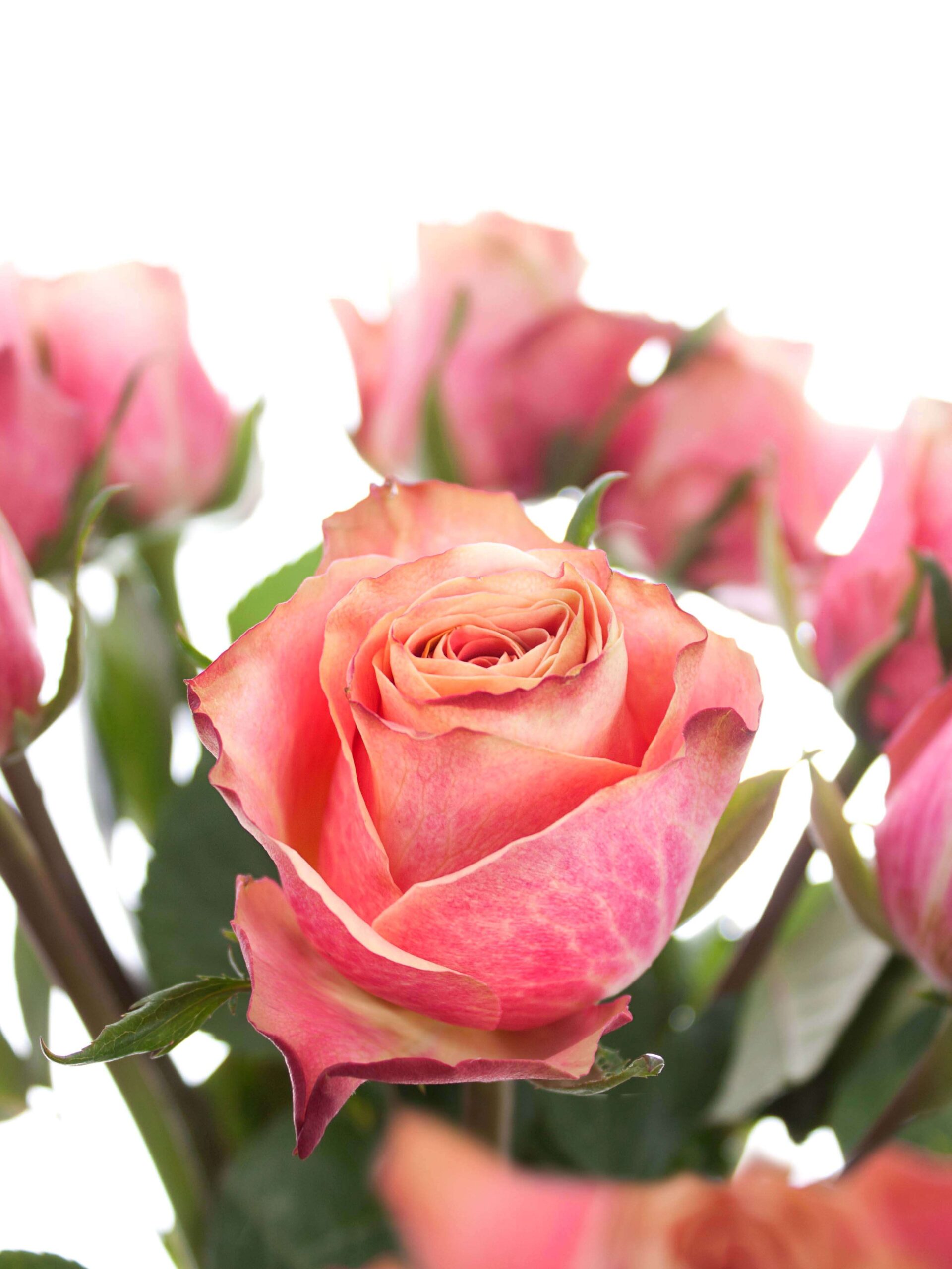 blumigo-rosen-jolie-schnittrosen-creme-pink-stiel image 1