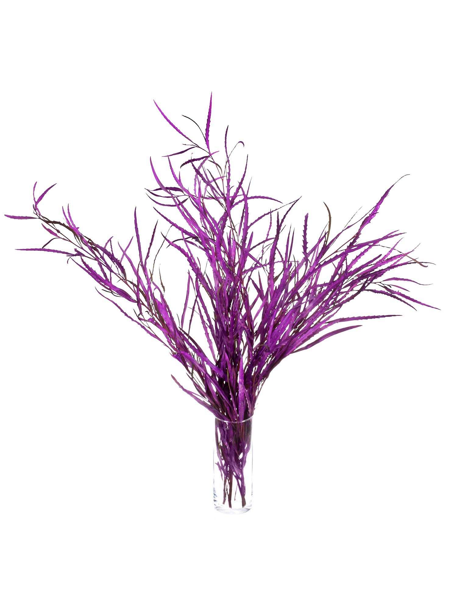 blumigo-proteen-grevillea-schnittblume-violett-gef-rbt image 2