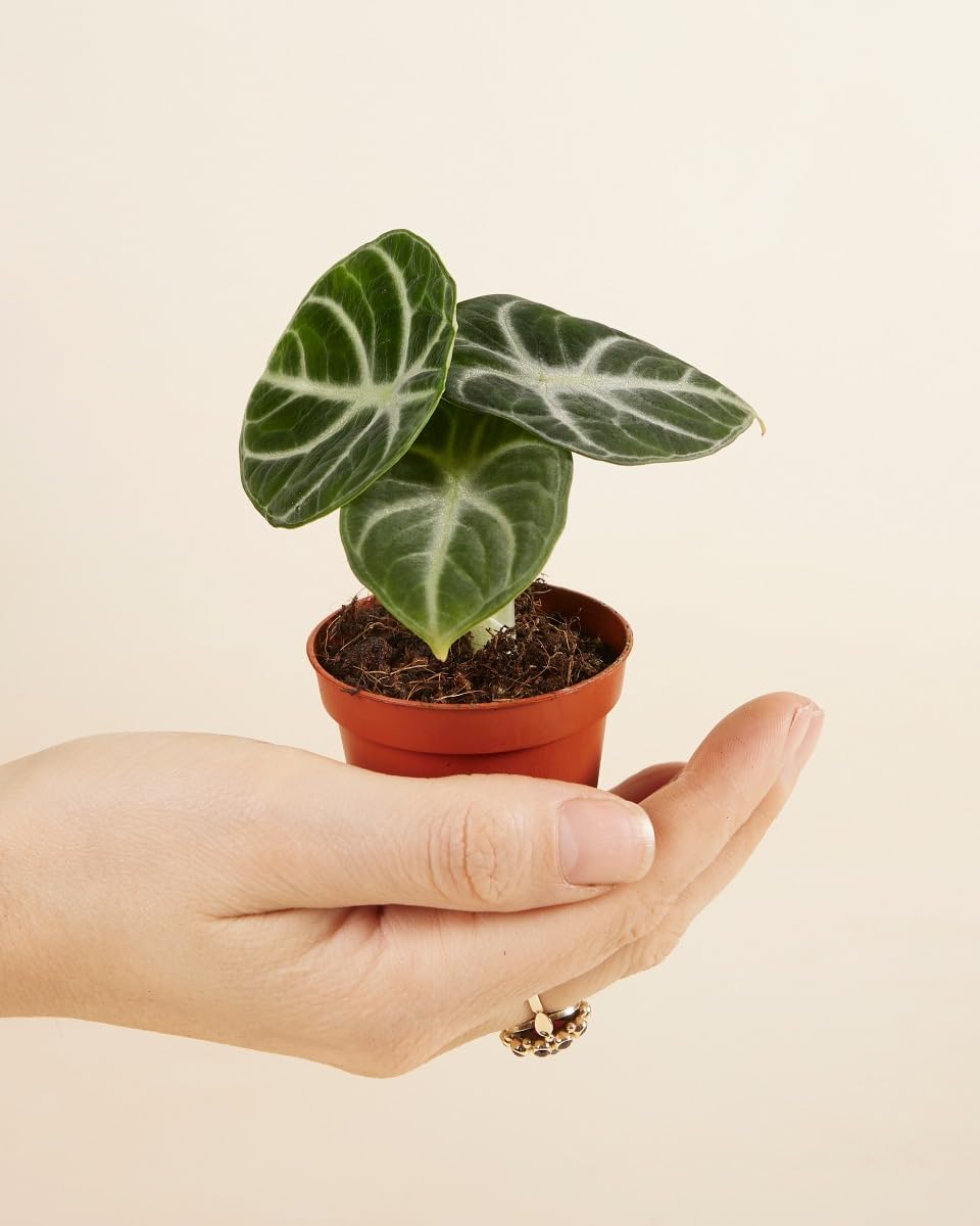 plnts-babyplnts-alocasia-ninja-zimmerpflanze-10cm-pfeilblatt image 2