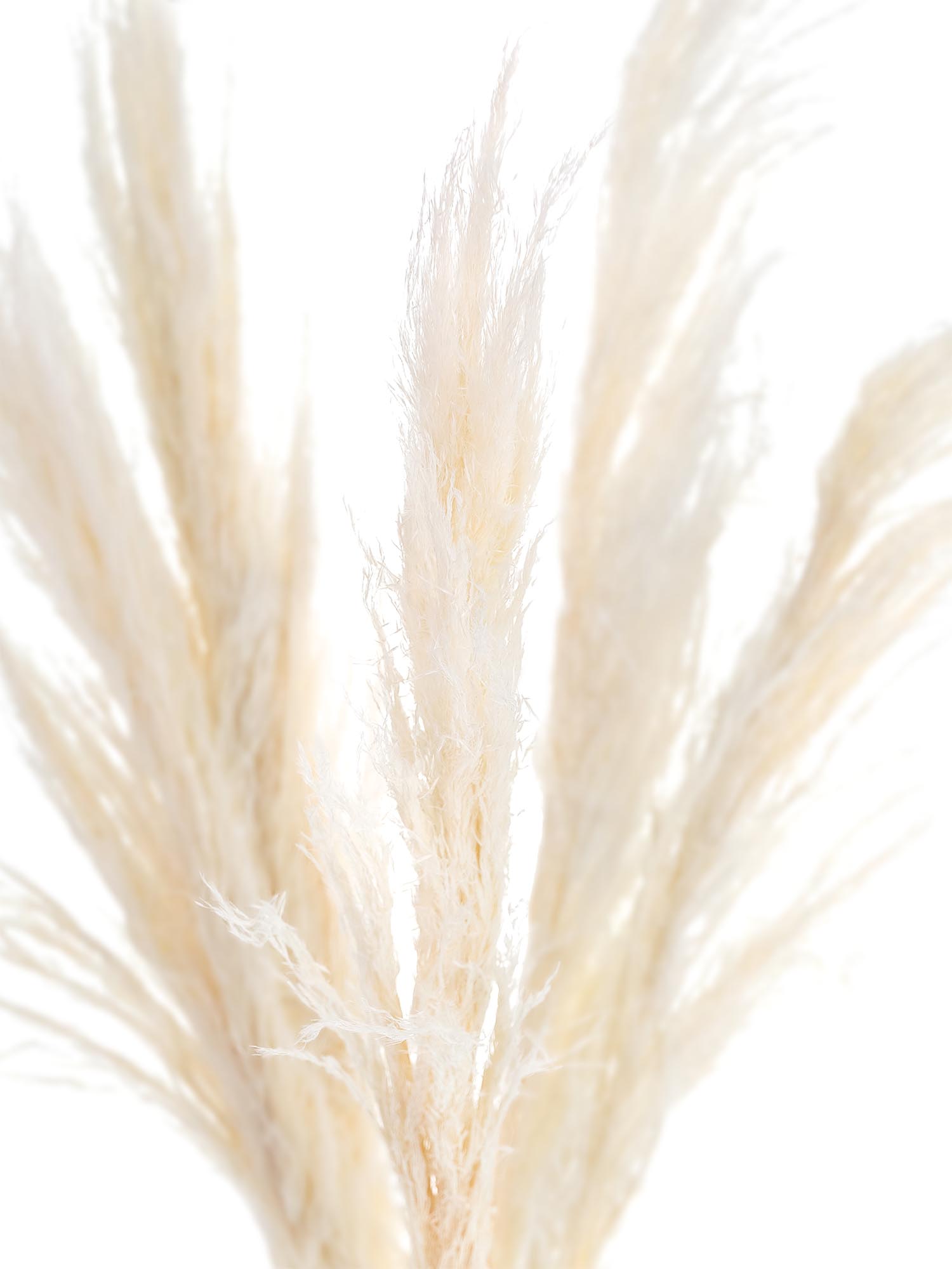 blumigo-trockenblumen-pampasgras-trockenstrau-creme-beige image 1