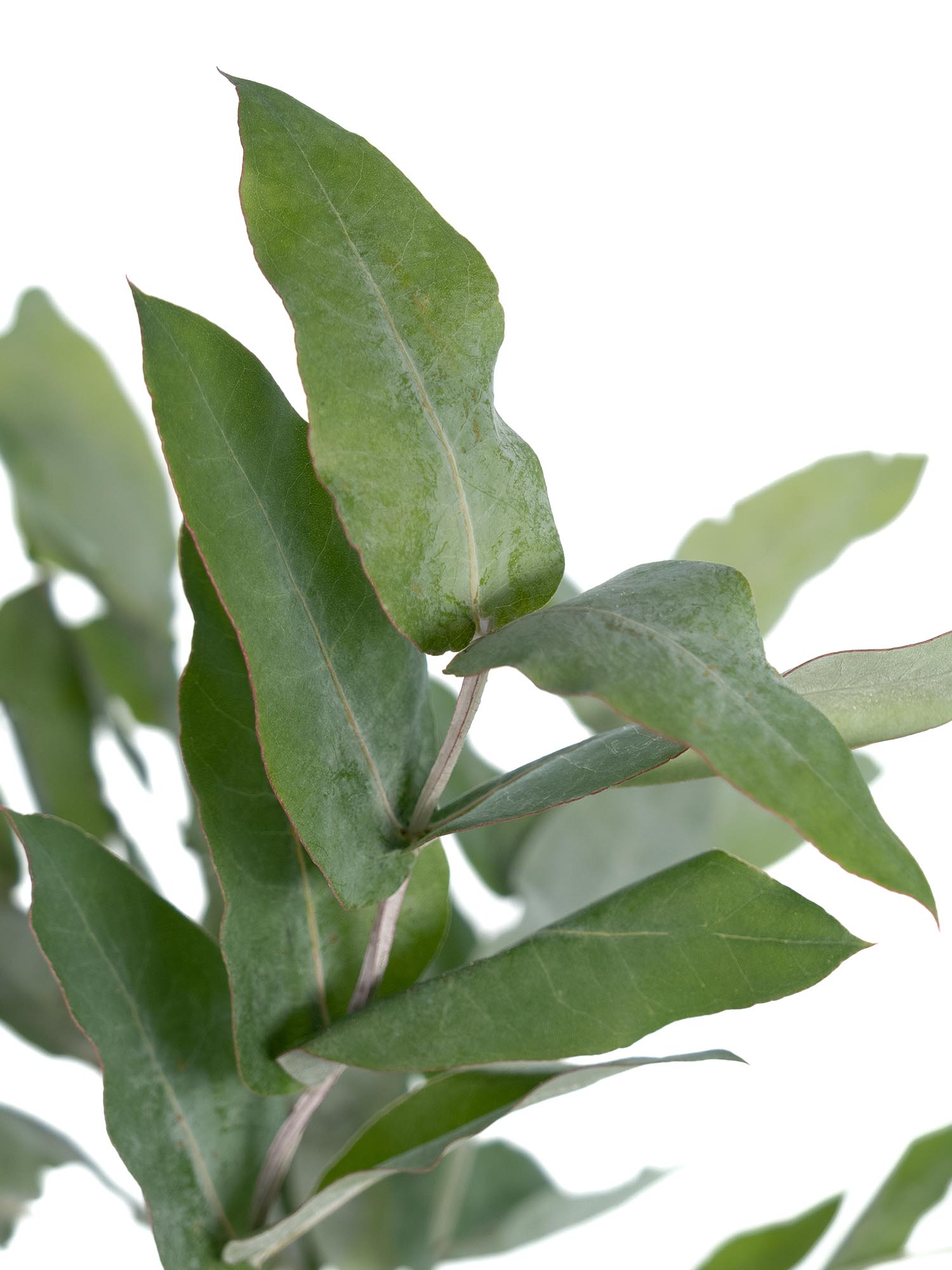 blumigo-robusta-eukalyptus-gr-n-bund-frisch-deko-gr-n image 1