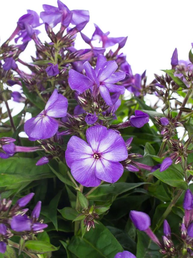 blumigo-phlox-flammenblume-violett-schnittblume-1-stiel image 1
