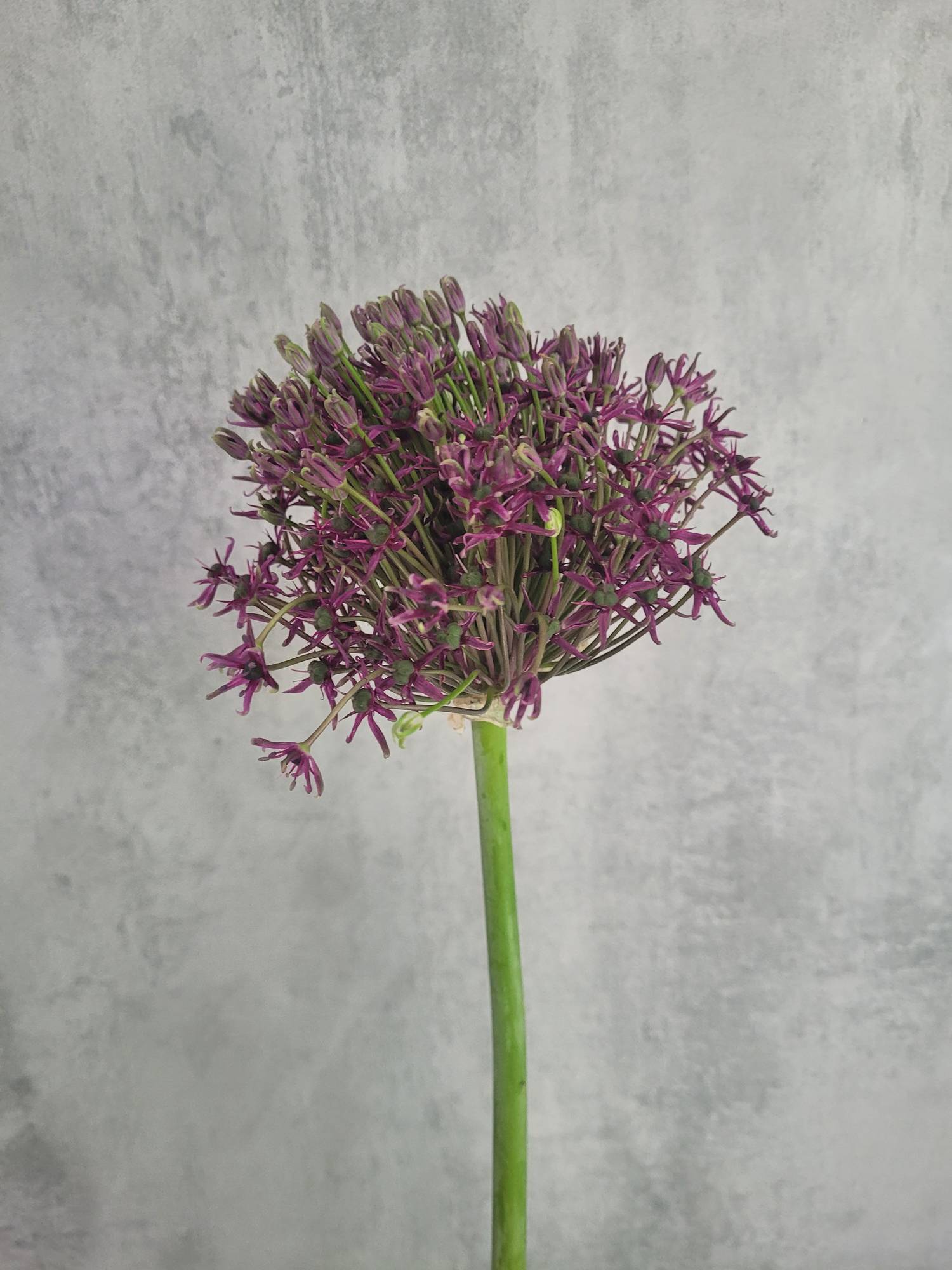 blumigo-fr-hlingsknollen-allium-cherry-violett-schnittblume image 1