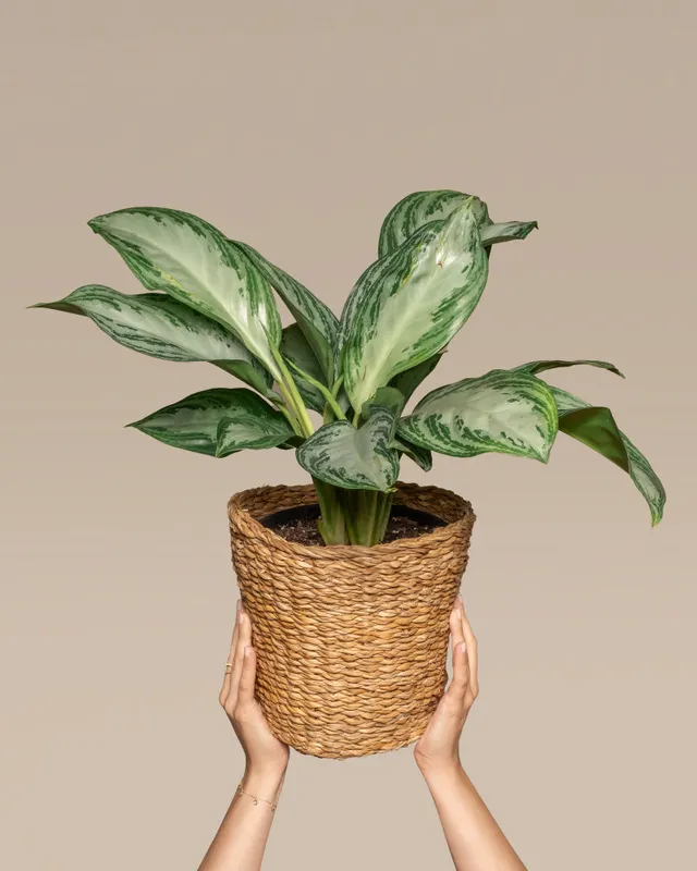 feey-variado-aglaonema-silver-bay-zimmerpflanze-ohne-bertopf image 1