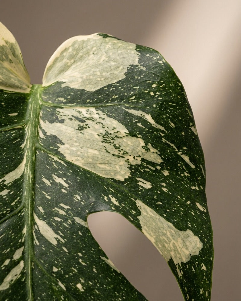 feey-monstera-thai-constellation-panaschiert-ohne-bertopf image 4