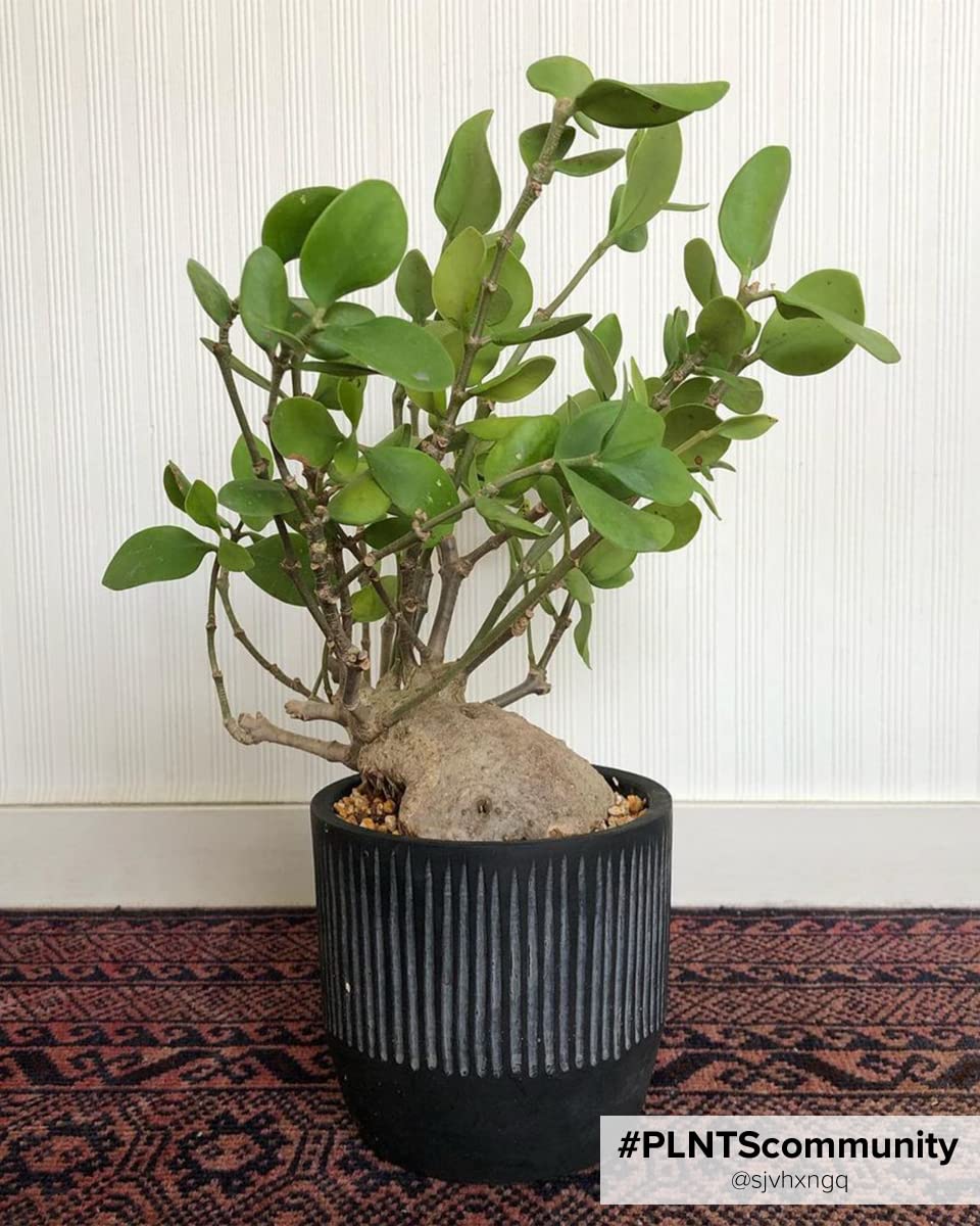 plnts-rareplnts-hydnophytum-papuanum-zimmerpflanze-35-cm-ameisenpflanze image 4