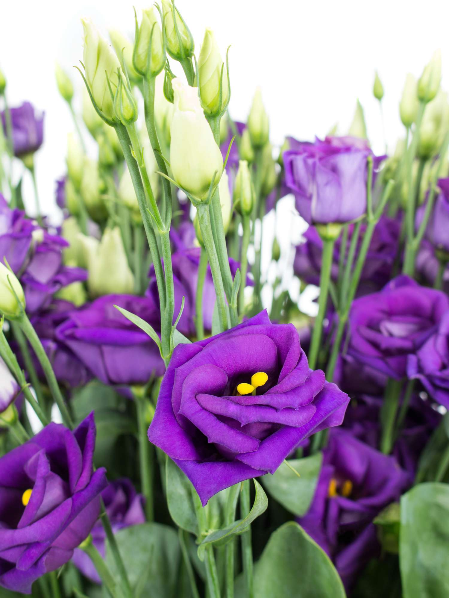 blumigo-lisianthus-rosita-blue-violett-schnittblume image 1