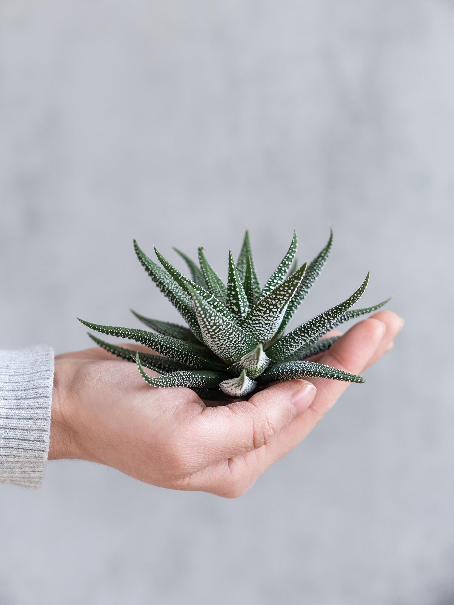 blumigo-haworthia-fasciata-concolor-sukkulente-gr-n-wei-topfpflanze image 7