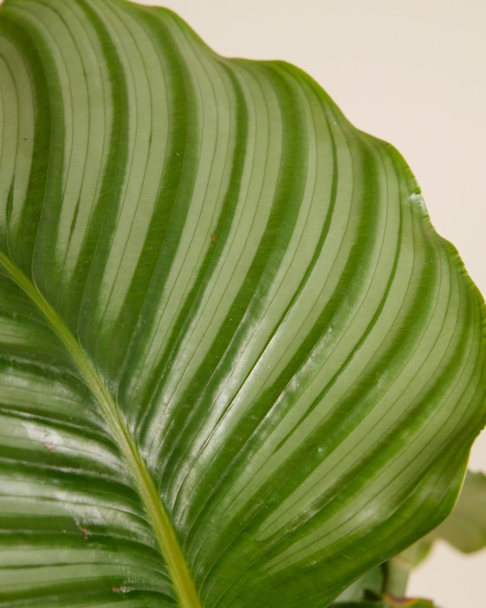 plnts-calathea-orbifolia-zimmerpflanze-60-cm-19-cm-topf image 3