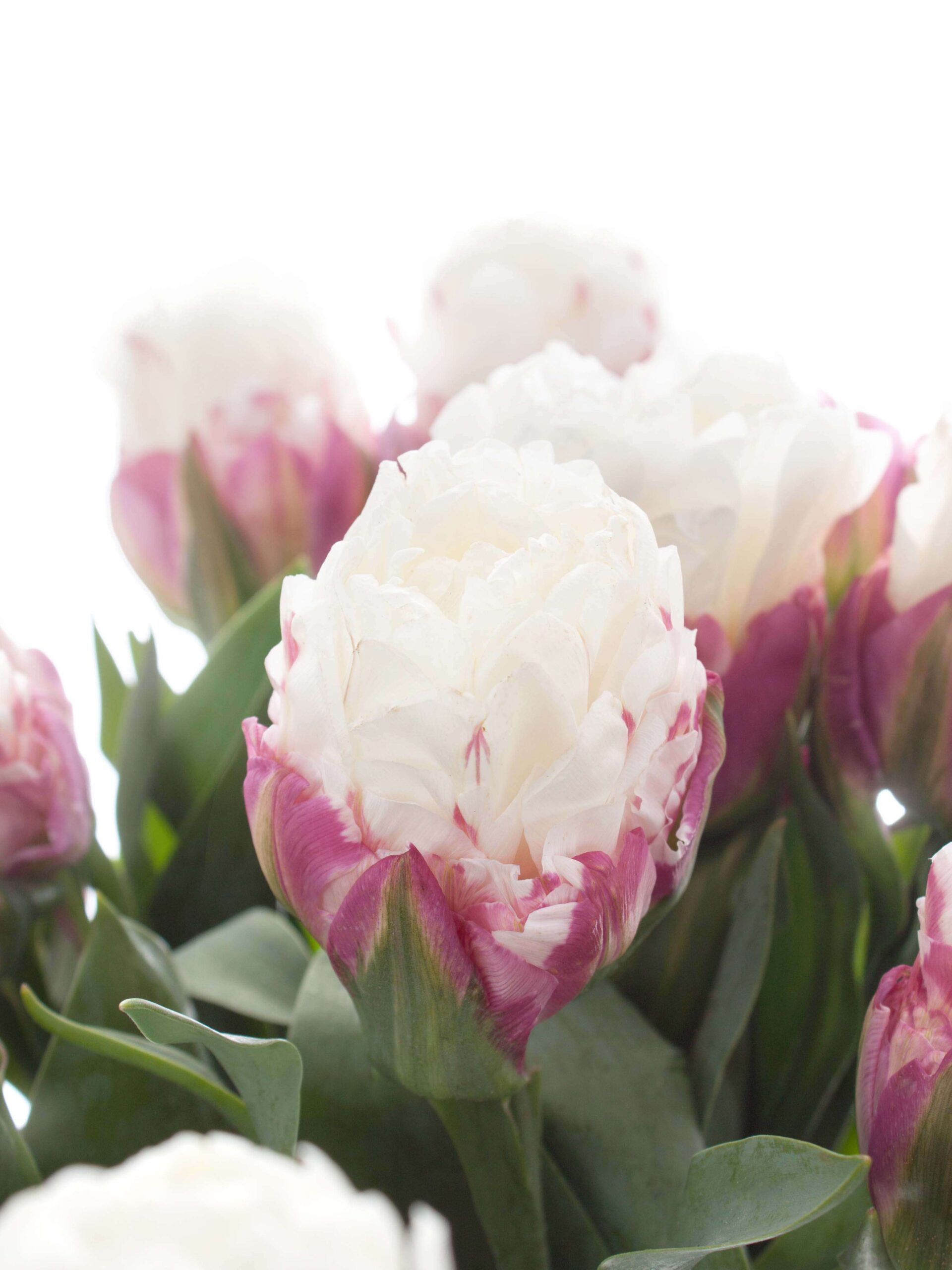 blumigo-tulpen-ice-cream-gef-llt-creme-pink-schnittblumen image 1