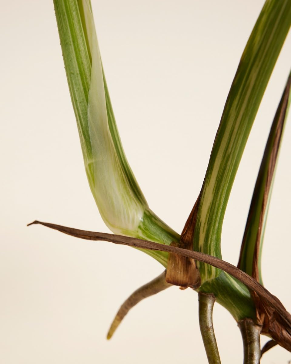 plnts-rareplnts-monstera-deliciosa-variegated-fensterblatt-45cm image 5