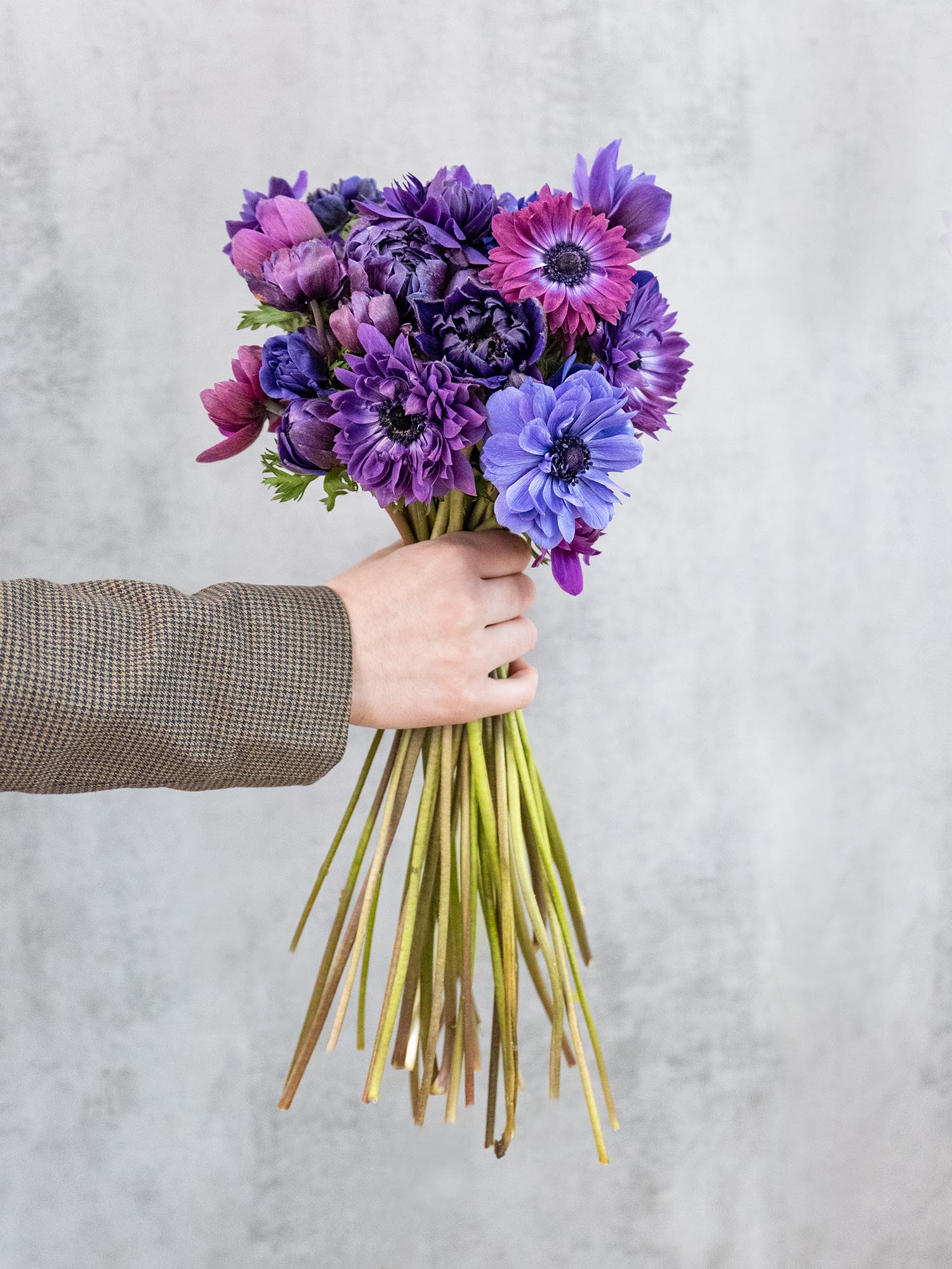 blumigo-anemonen-fullstar-jeans-schnittblumen-violett image 5