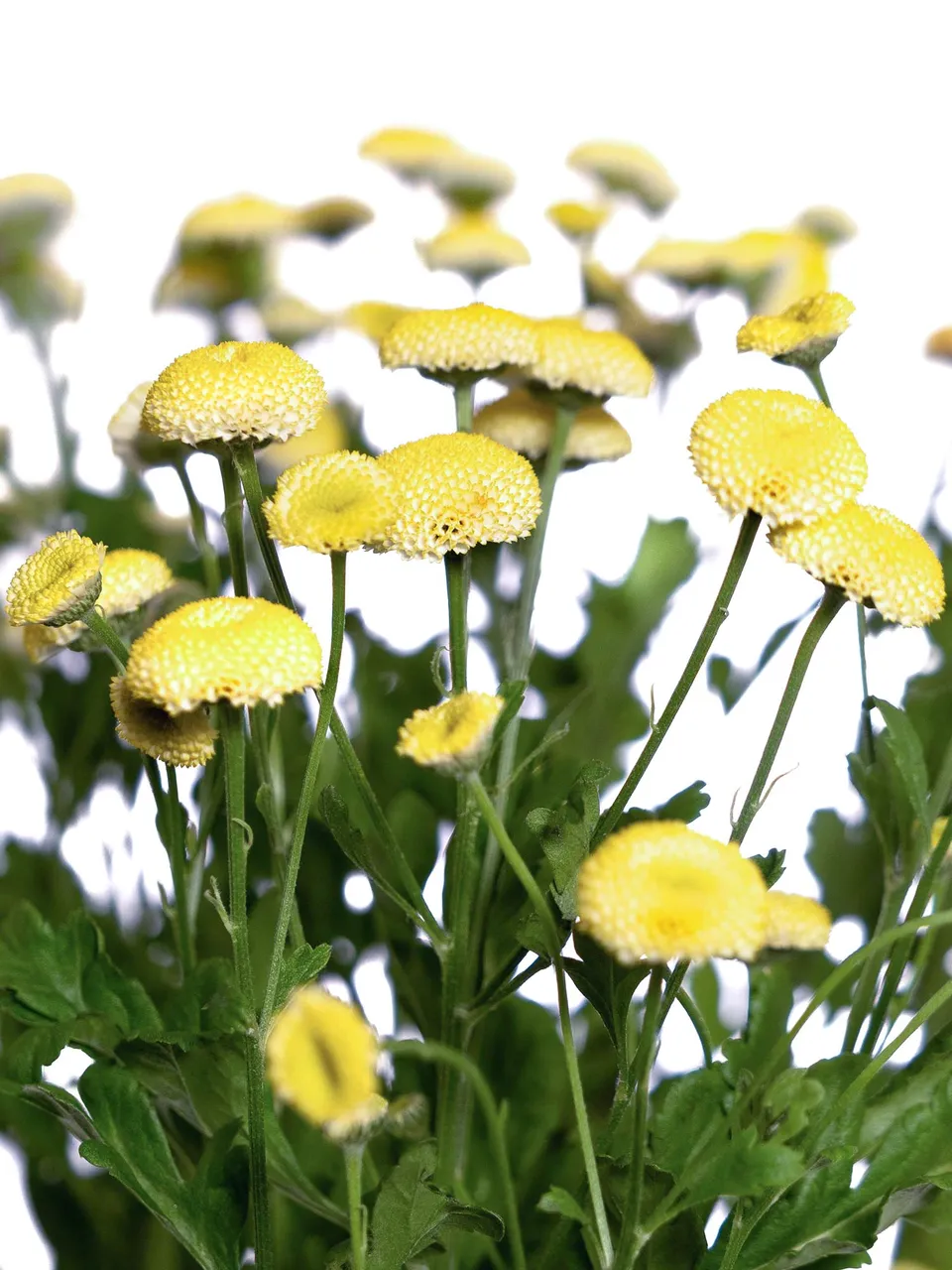 blumigo-tanacetum-amazone-blume-gelb image 1