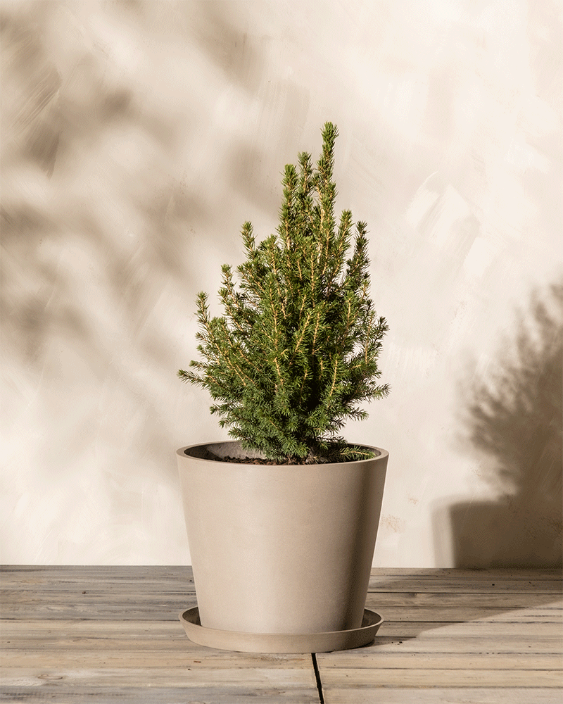 feey-amsterdam-zuckerhutfichte-picea-glauca-ohne-topf-zum-eingraben-winterhart image 5