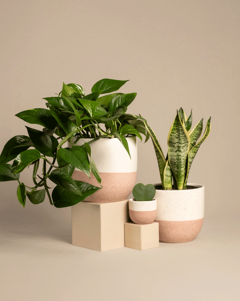 feey-variado-starter-set-sansevieria-efeutute-2-pflanzen image 4