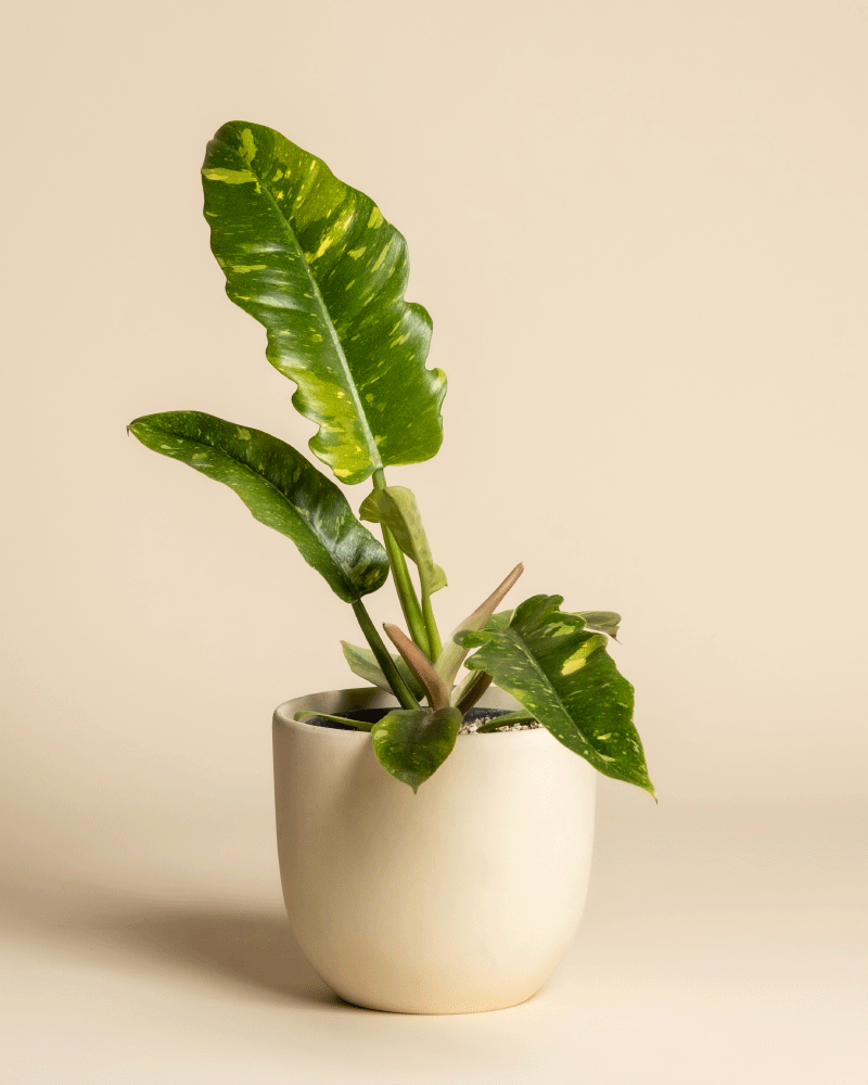 feey-variado-philodendron-ring-of-fire-zimmerpflanze-panaschiert image 6