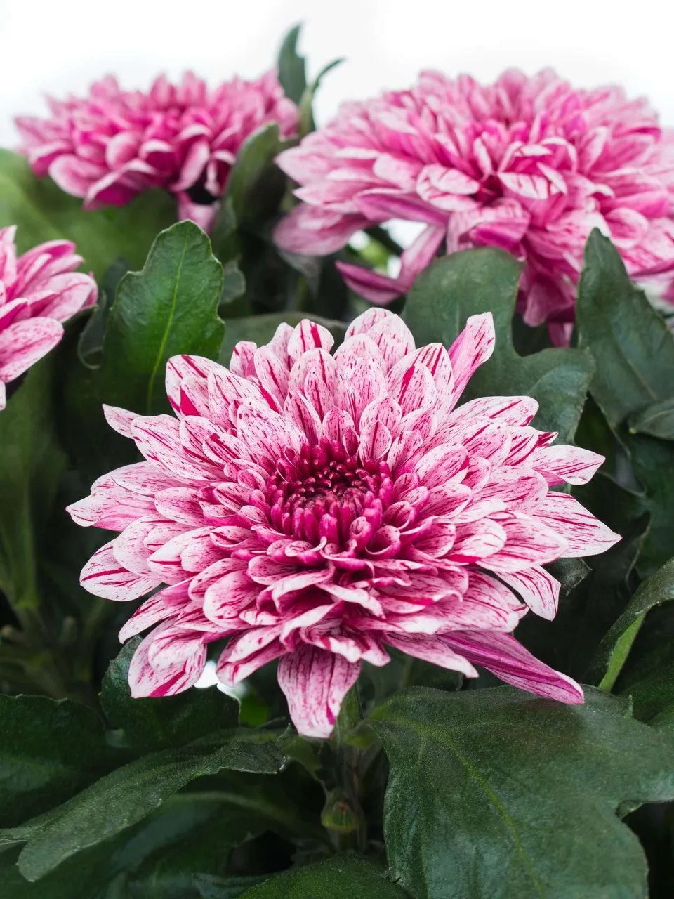 blumigo-chrysanthemen-pip-schnittblumen-pink-wei image 1