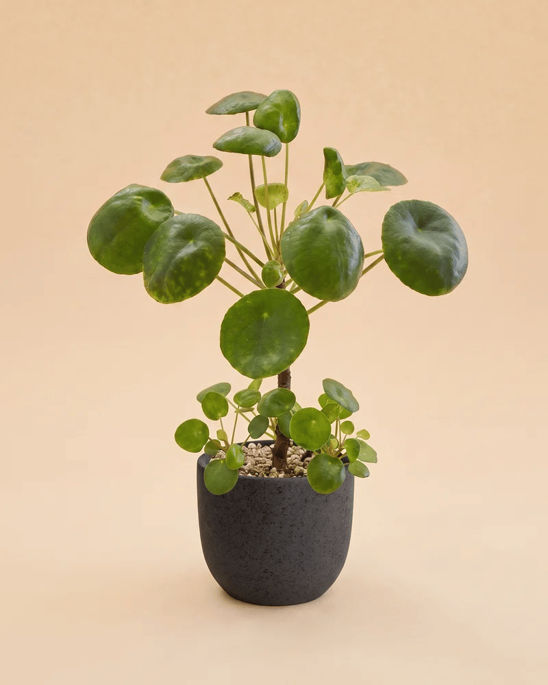 feey-variado-ufopflanze-pilea-zimmerpflanze-tierfreundlich image 6