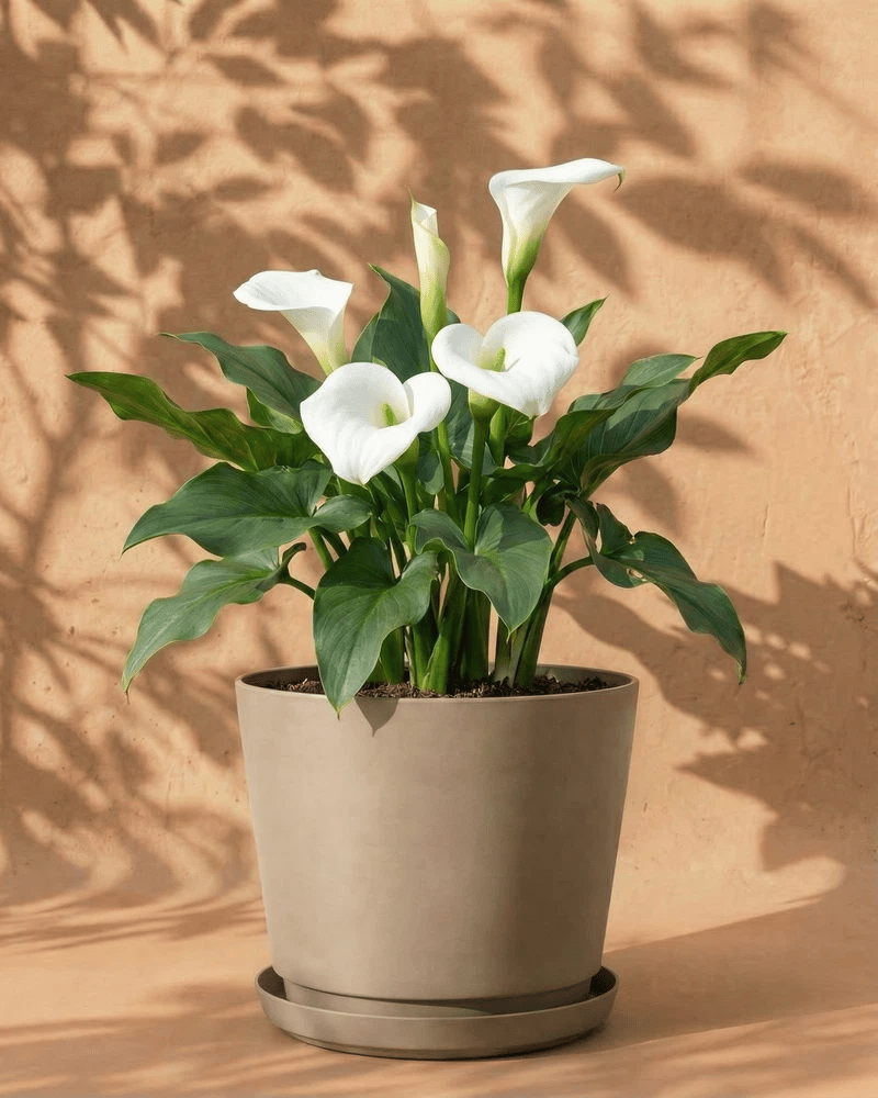 feey-amsterdam-calla-wei-blumenzwiebeln-3-st-ck image 8