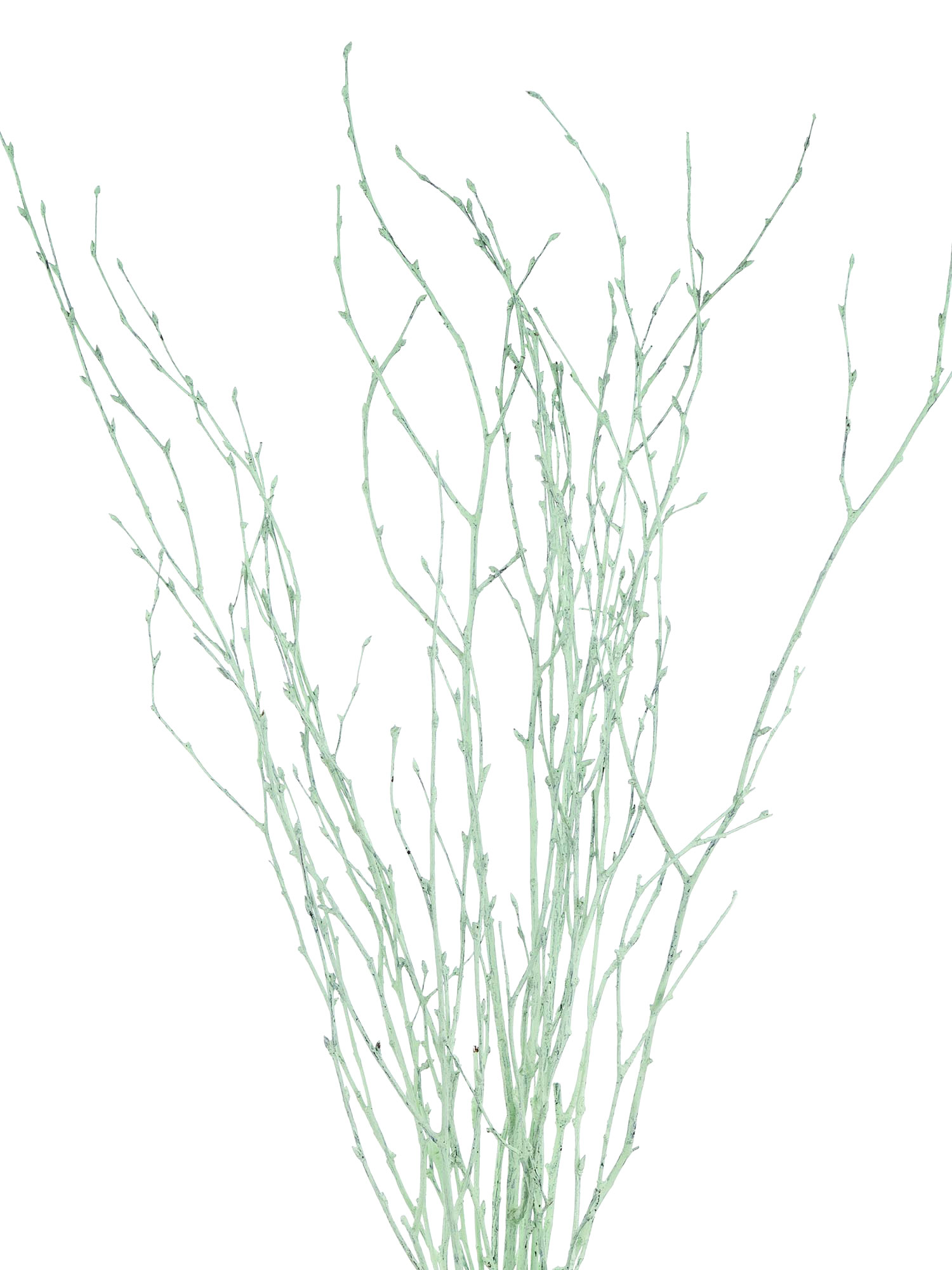 blumigo-birkenzweige-zweige-gef-rbt-mint image 2