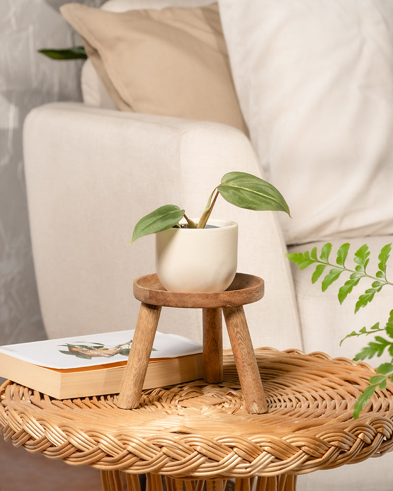 feey-variado-philodendron-gloriosum-babypflanze-ohne-bertopf image 4