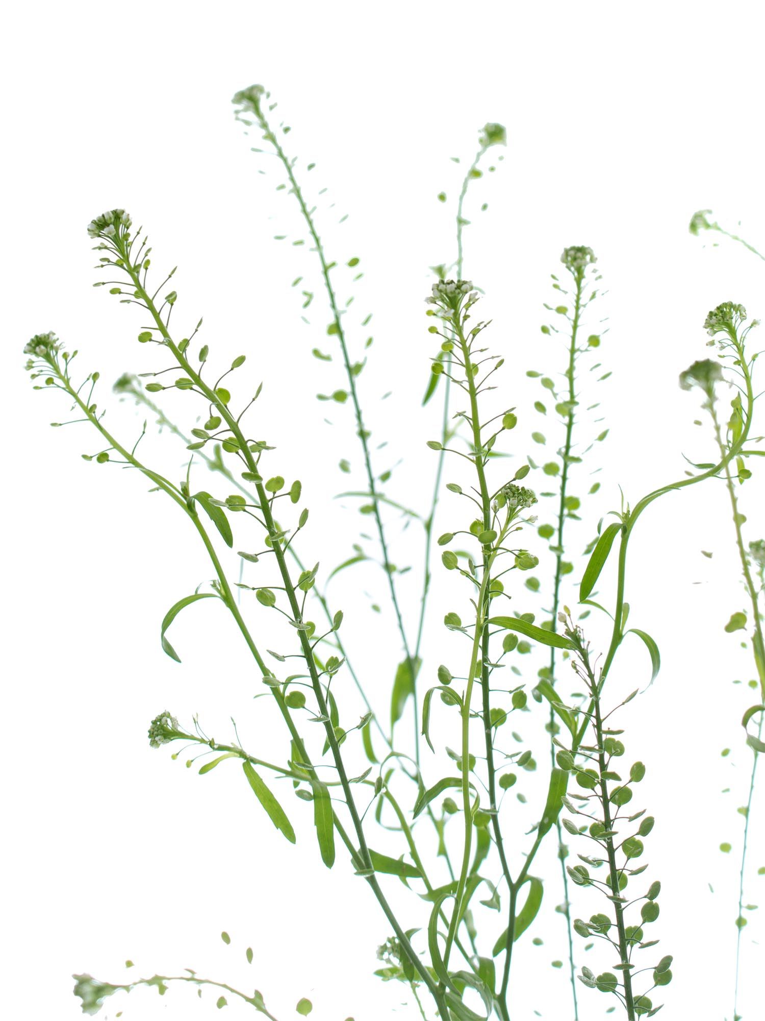 blumigo-blattwerk-hirtent-schelkraut-green-bell-gr-n-bindegr-n image 3