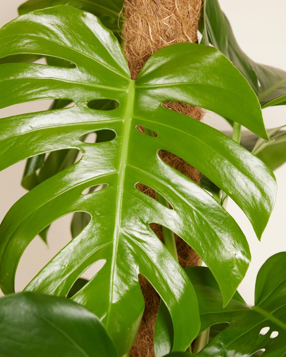 plnts-rareplnts-monstera-pertusum-fensterblatt-120cm-24cm-topf image 3