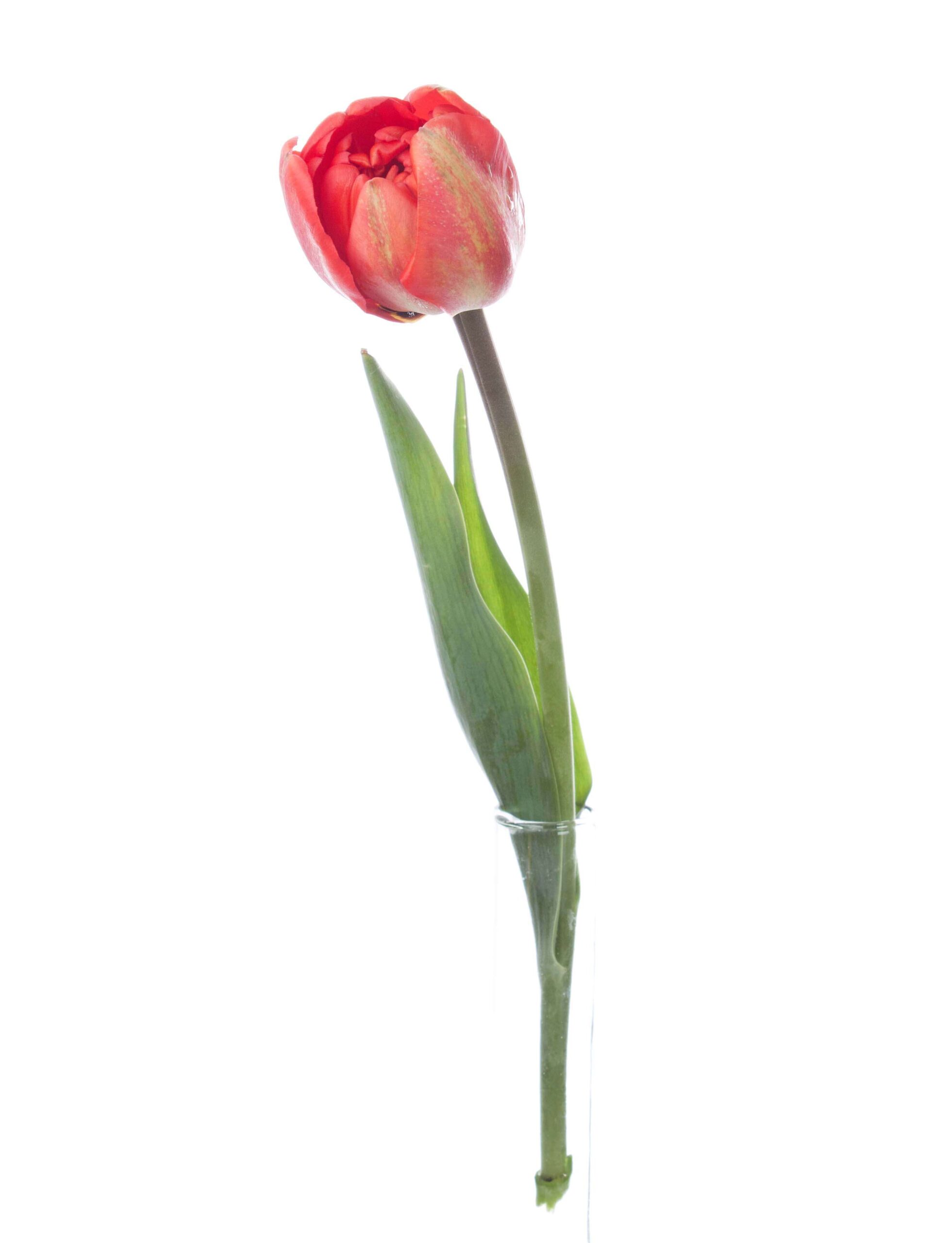 blumigo-tulpen-miranda-gef-llte-freilandtulpen-rot image 3