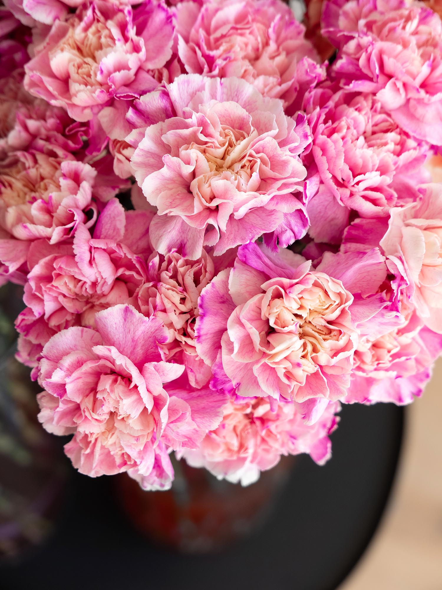 blumigo-nelken-verona-blume-pink-apricot-painted image 4