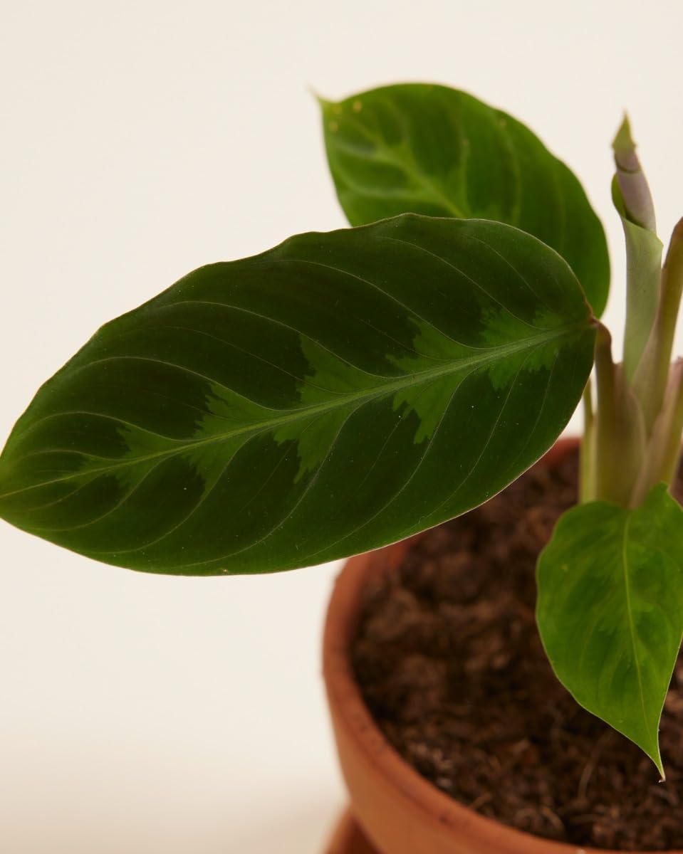 plnts-babyplnts-calathea-warscewiczii-zimmerpflanze-12-cm image 3