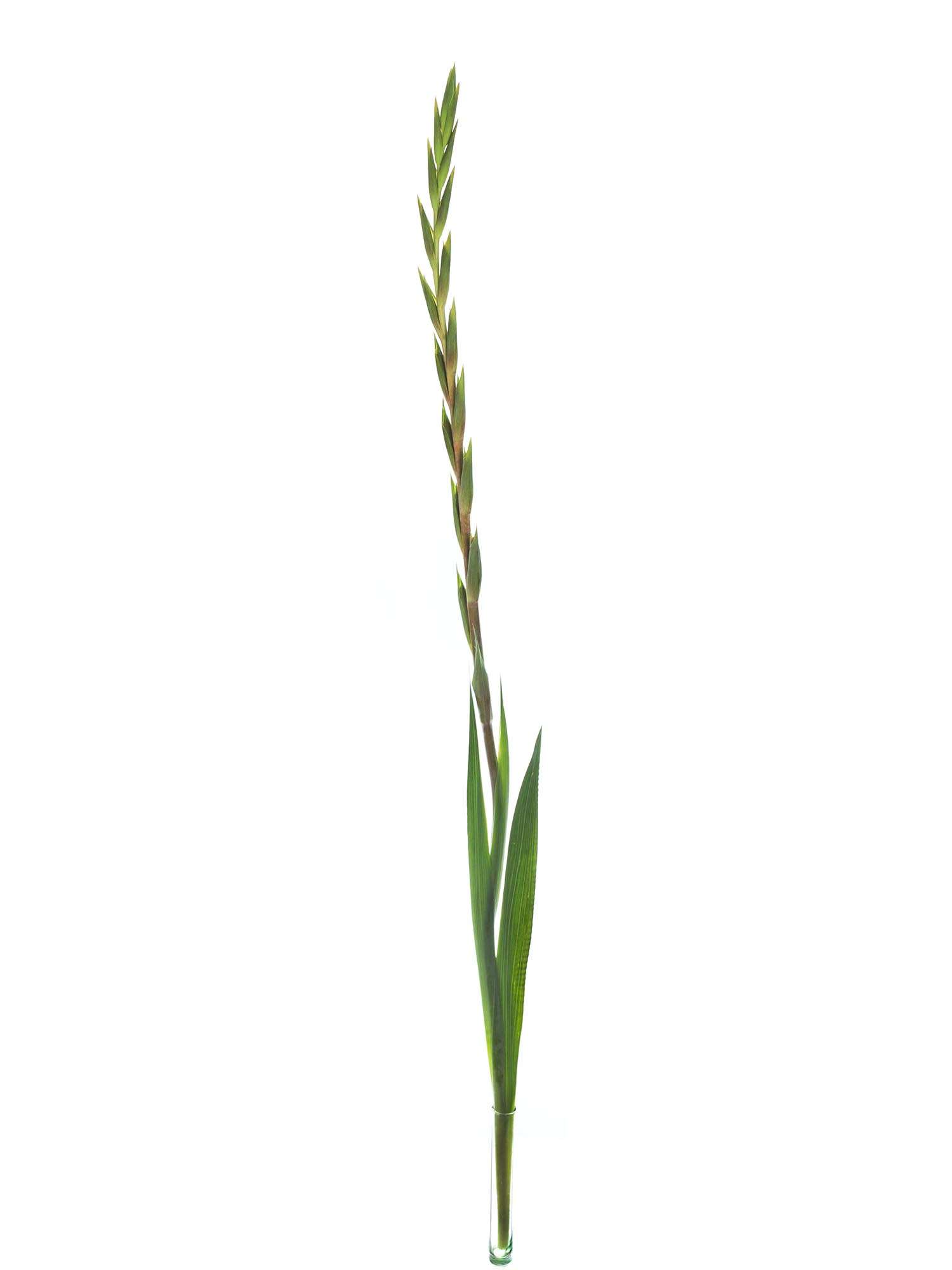 blumigo-blattwerk-bindegr-n-gladiole-living-oak-orange-rot image 3