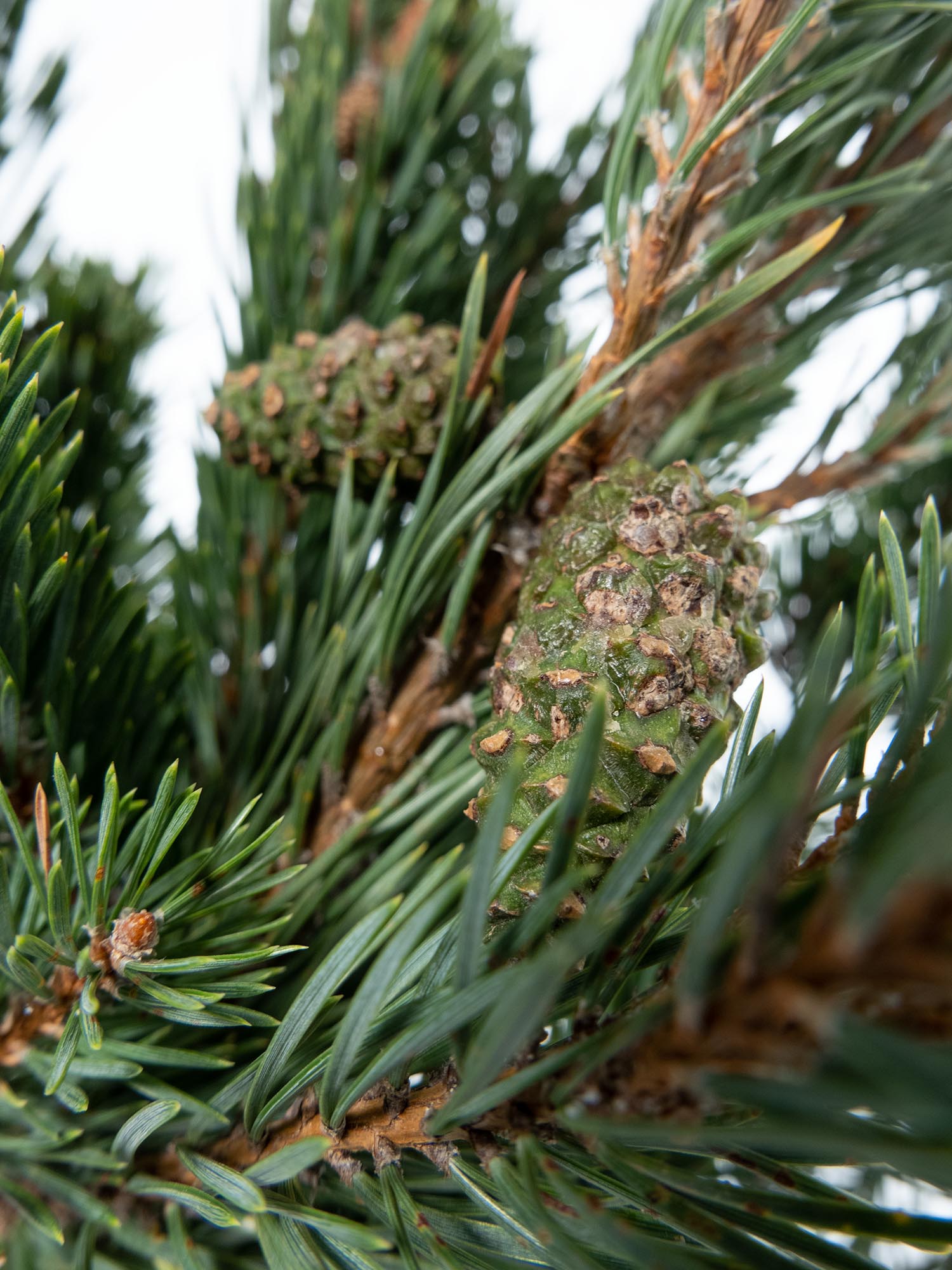 blumigo-winterliches-gr-n-pinus-mugo-kiefer-frisch image 4