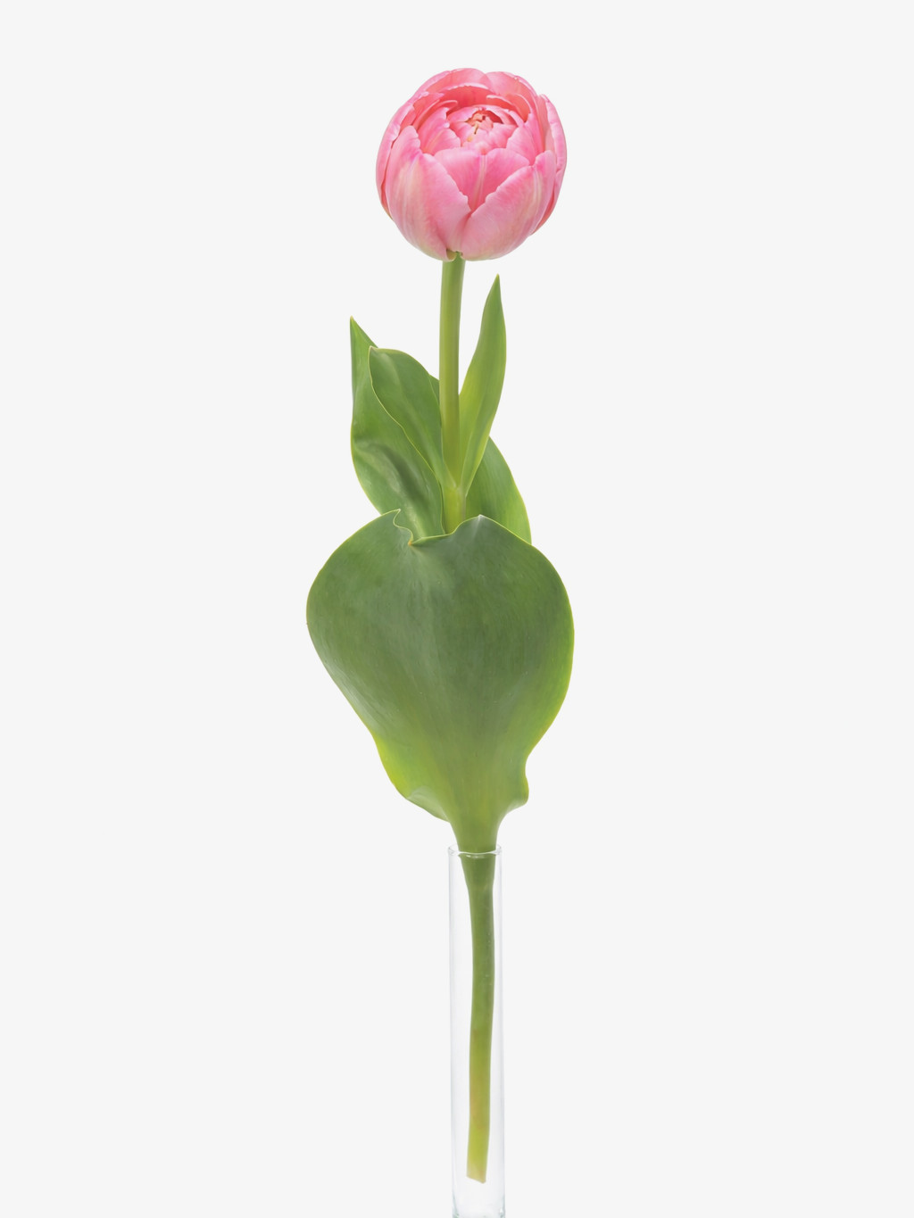 blumigo-tulpen-pinza-gef-llte-rosa-schnittblume-stiel image 3