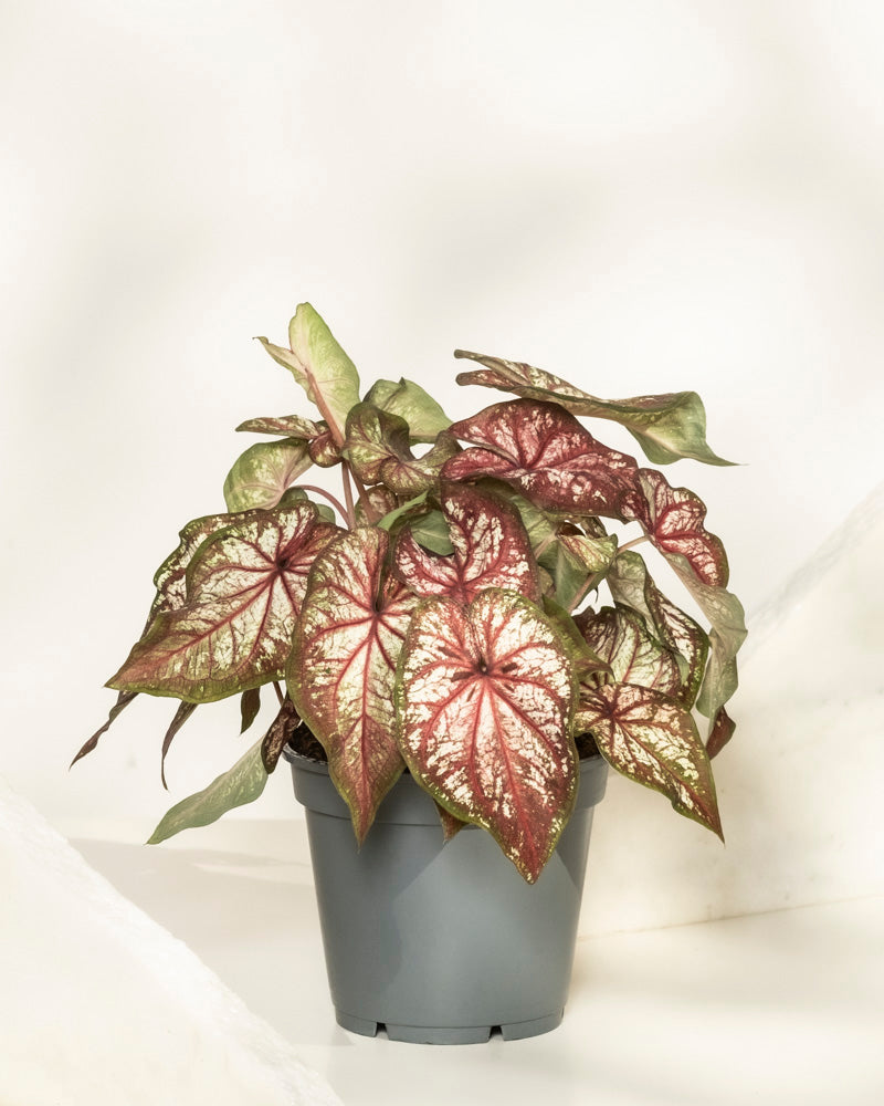 feey-variado-caladium-bicolor-zimmerpflanze-bunte-bl-tter image 3