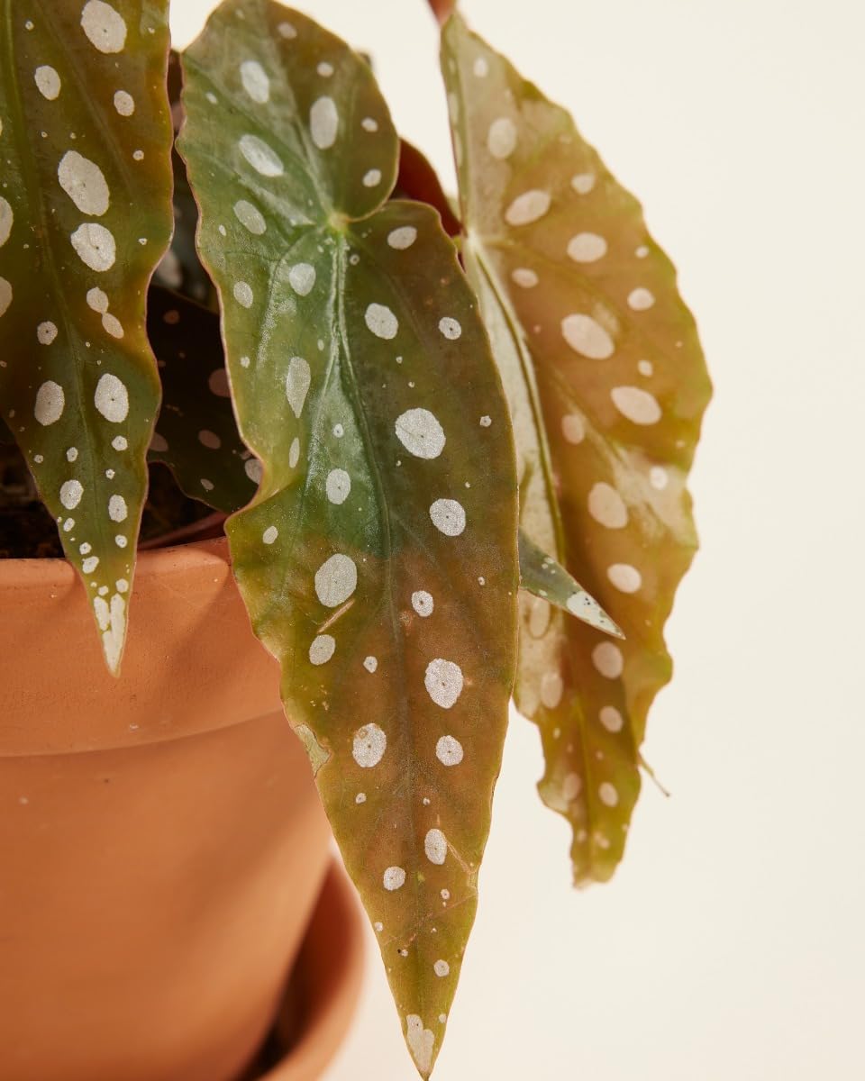 plnts-begonia-maculata-zimmerpflanze-20-cm-12-cm-topf image 4