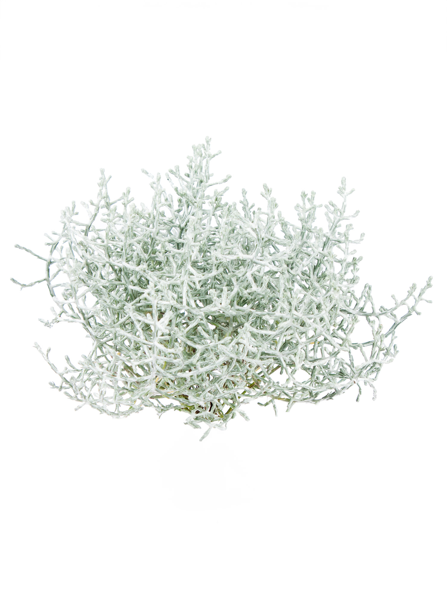 blumigo-blattwerk-calocephalus-stacheldraht-geschnitten image 3