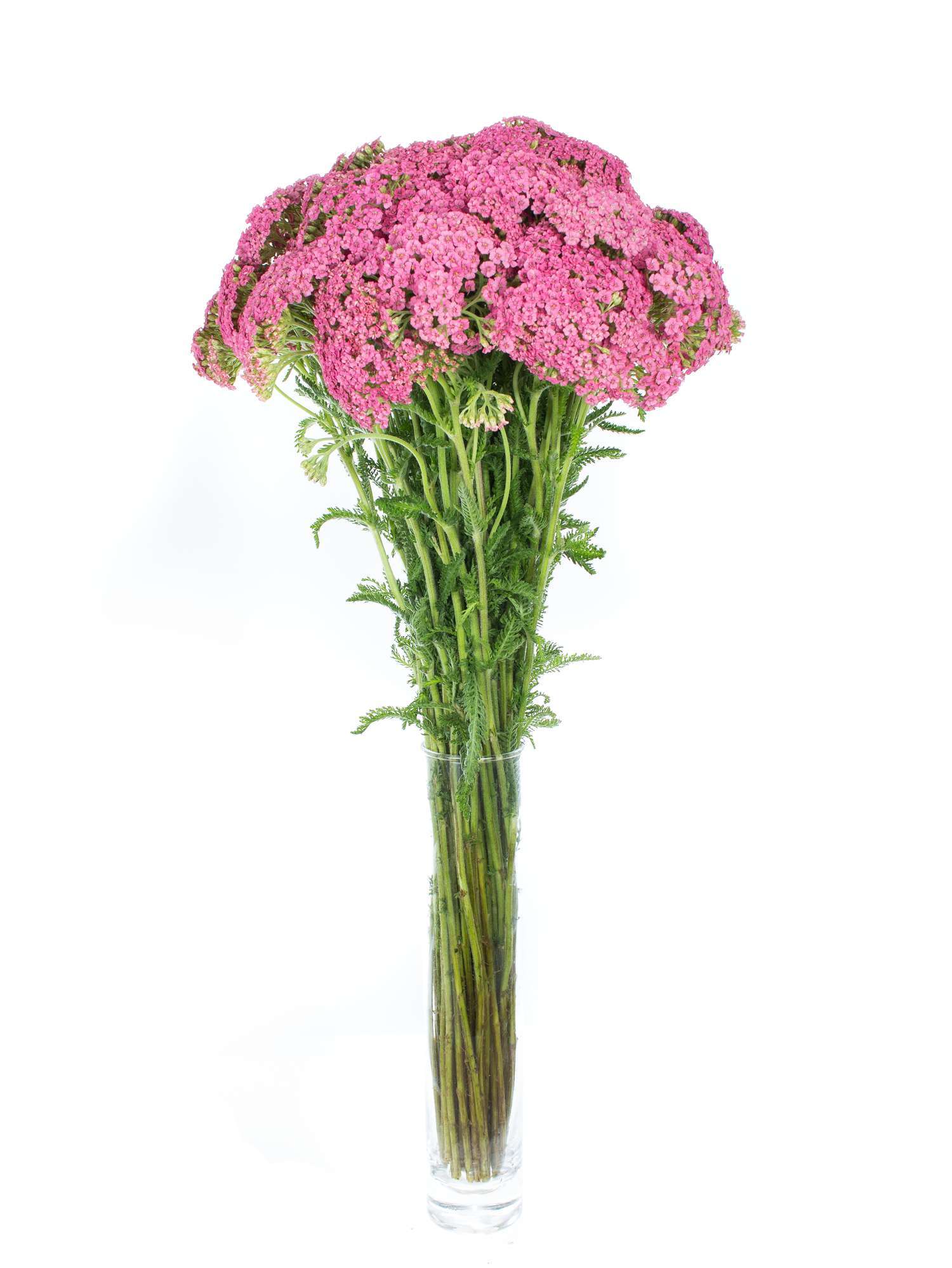blumigo-achillea-schafgarbe-schnittblume-pink-st-ck image 2