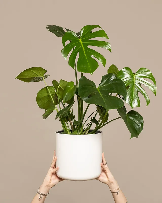 feey-variado-gro-e-monstera-zimmerpflanze-ohne-bertopf image 1