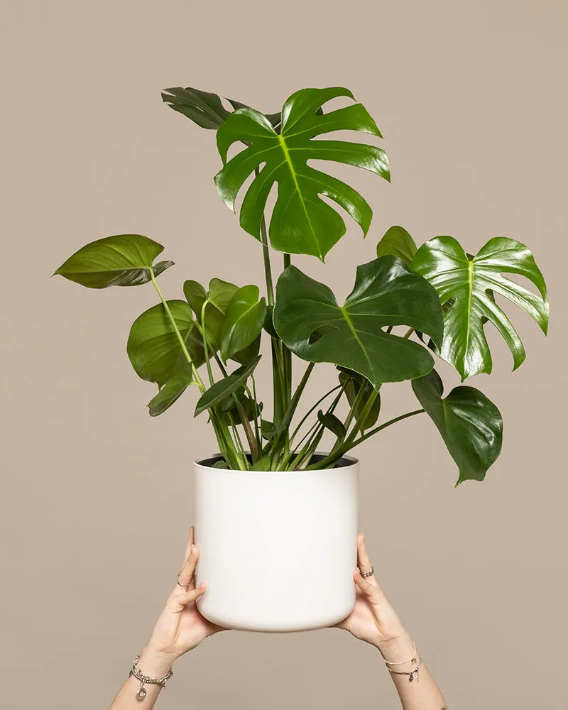 feey-variado-gro-e-monstera-zimmerpflanze-ohne-bertopf image 1