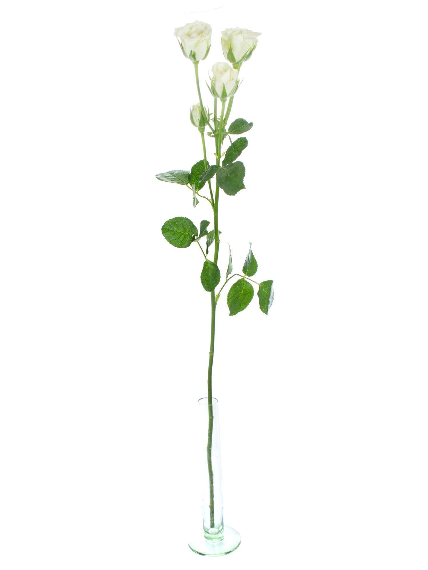 blumigo-rosen-snowflake-wei-e-schnittrose-verzweigt image 4