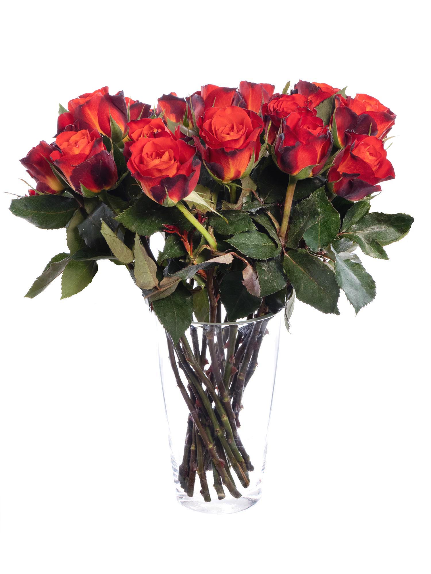blumigo-rosen-fiorella-schnittrose-orange-rot image 2