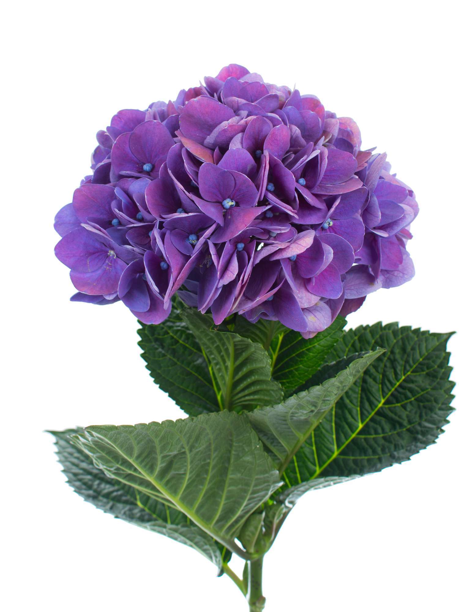 blumigo-hortensien-magical-crimson-lila-schnittblume image 1