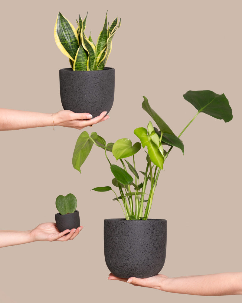 feey-bestseller-trio-pflanzenset-monstera-sansevieria-hoya-3tlg image 1