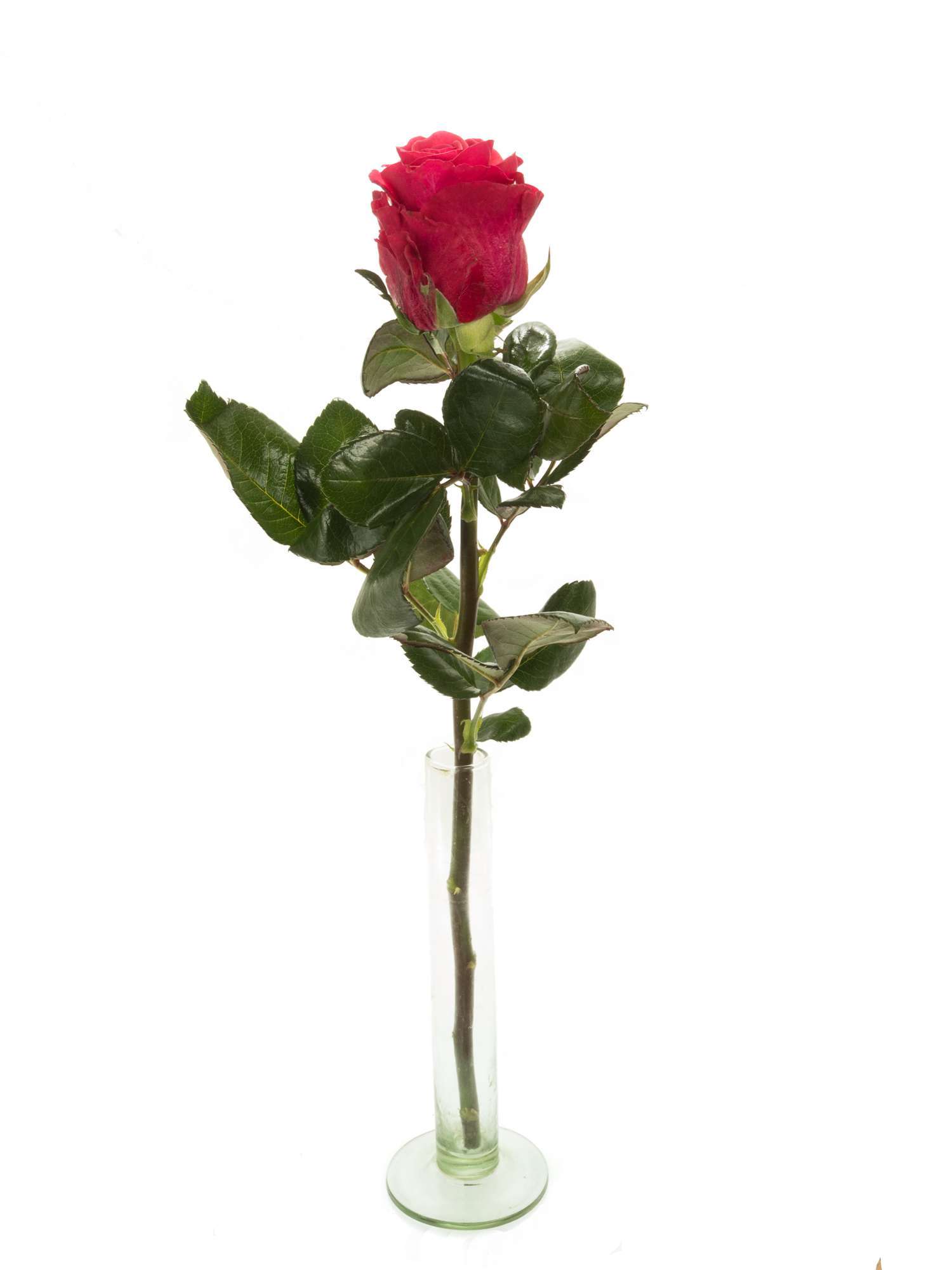 blumigo-rosen-tacazzi-schnittrose-pink-kr-ftig-frisch image 3
