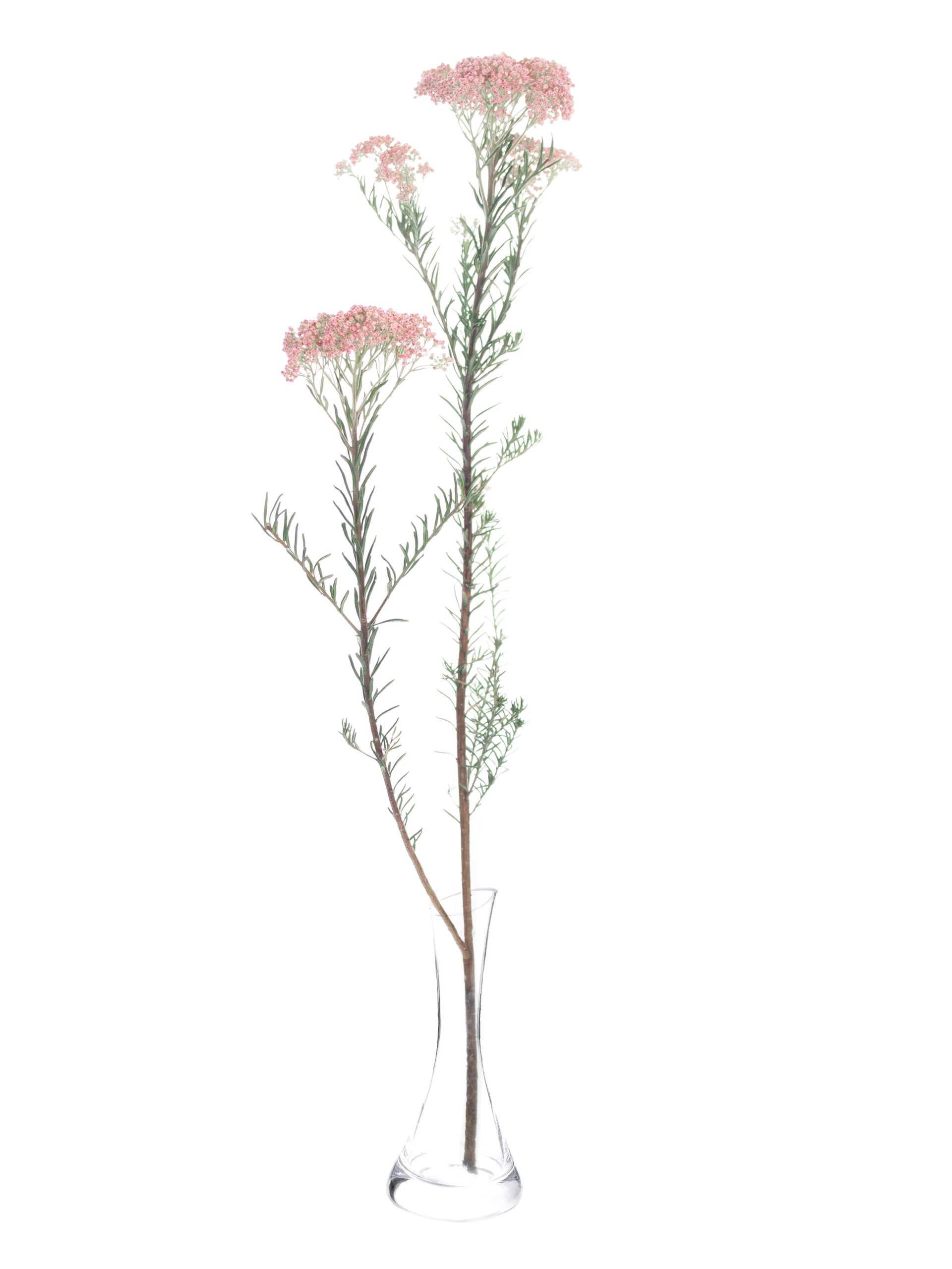 blumigo-blattwerk-ozothamnus-reisblume-rosa-haltbare-trockenblume image 4