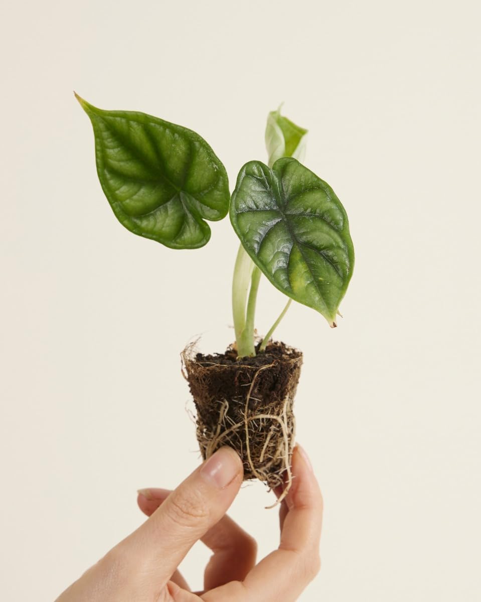 plnts-babyplnts-baby-alocasia-dragon-scale-20-cm image 2