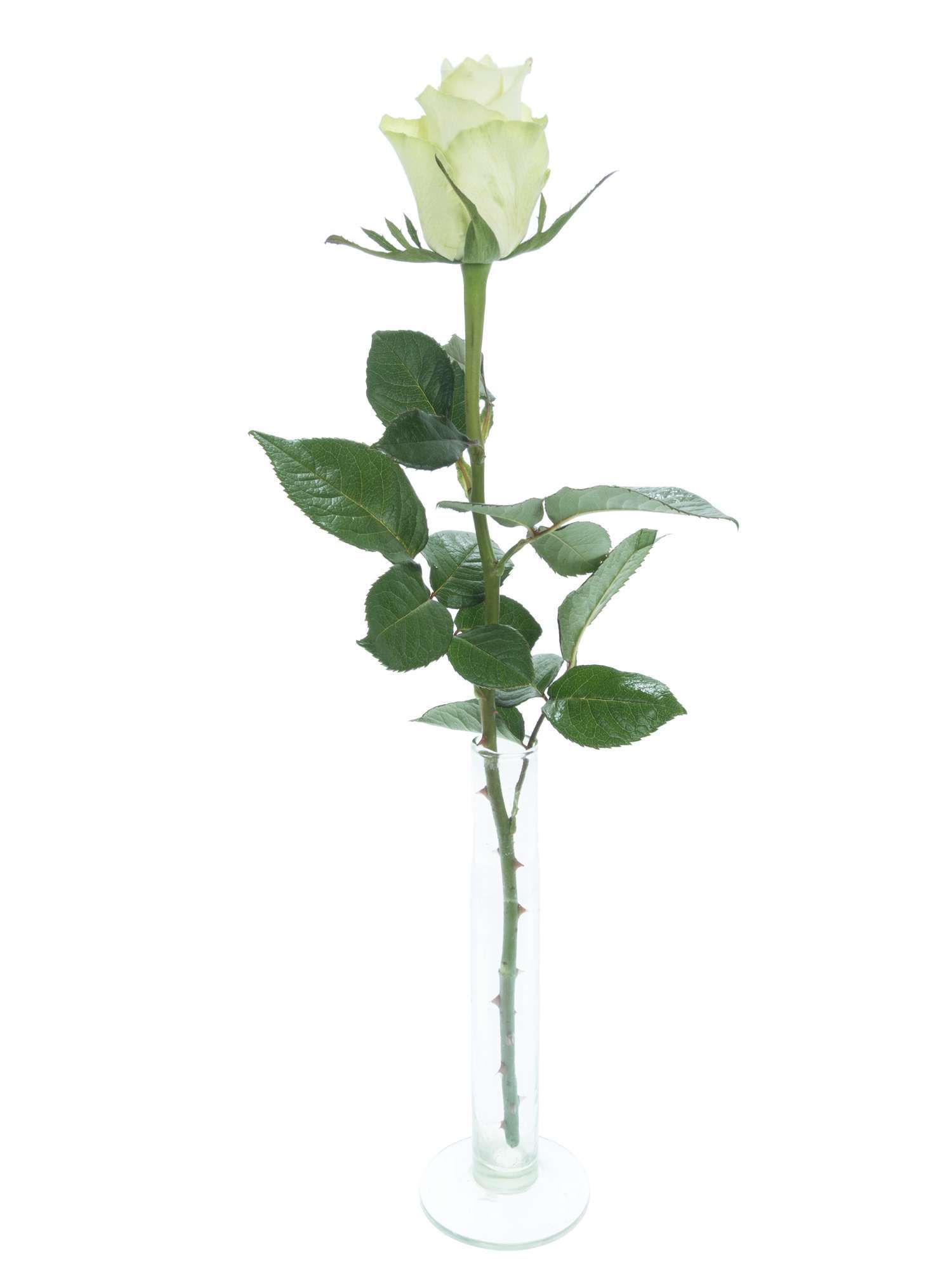 blumigo-rosen-athena-wei-e-schnittrose-elegante-vase image 3