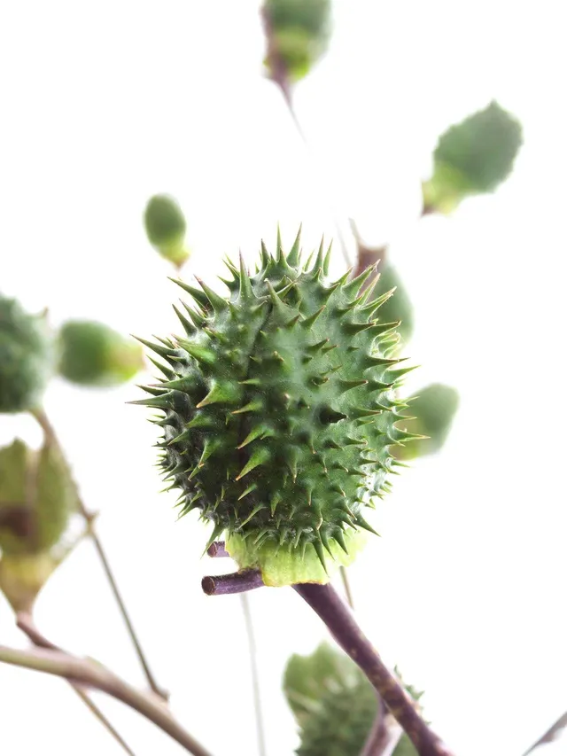 blumigo-blattwerk-datura-stechapfel-bindegr-n-mit-fr-chten-gr-n image 1
