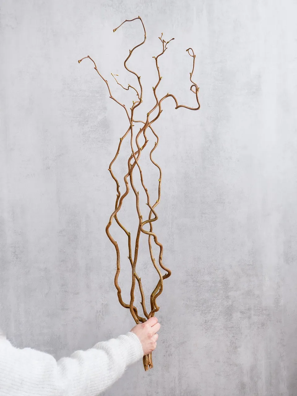 blumigo-zweige-gemeine-hasel-corylus-zweigbund image 1
