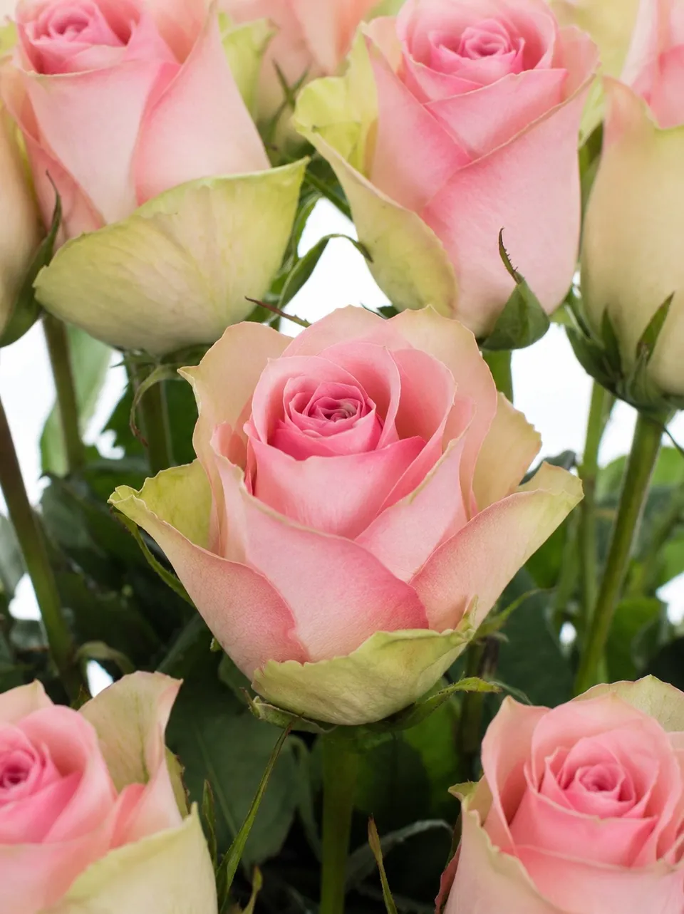 blumigo-rosen-belle-ros-rosa-schnittrose-gro-e-bl-te image 1